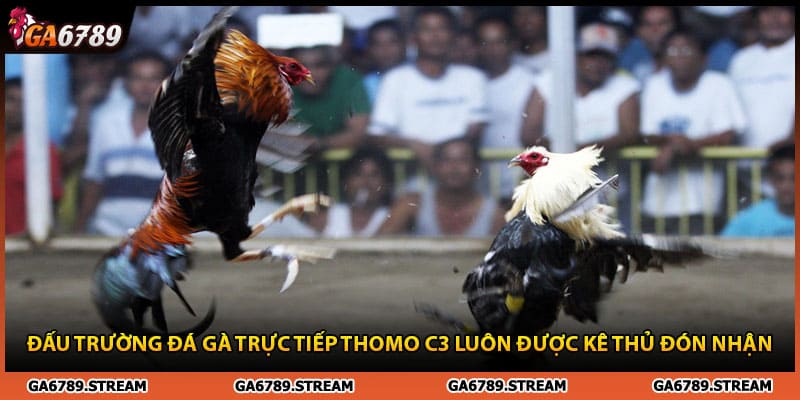 Đấu trường đá gà trực tiếp thomo c3 luôn được kê thủ đón nhận