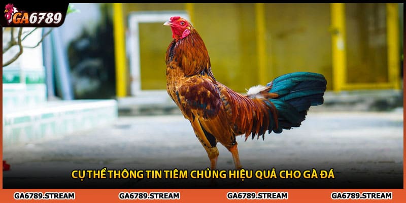 Mẹo chăm sóc gà chiến kê - thông tin tiêm chủng mới nhất